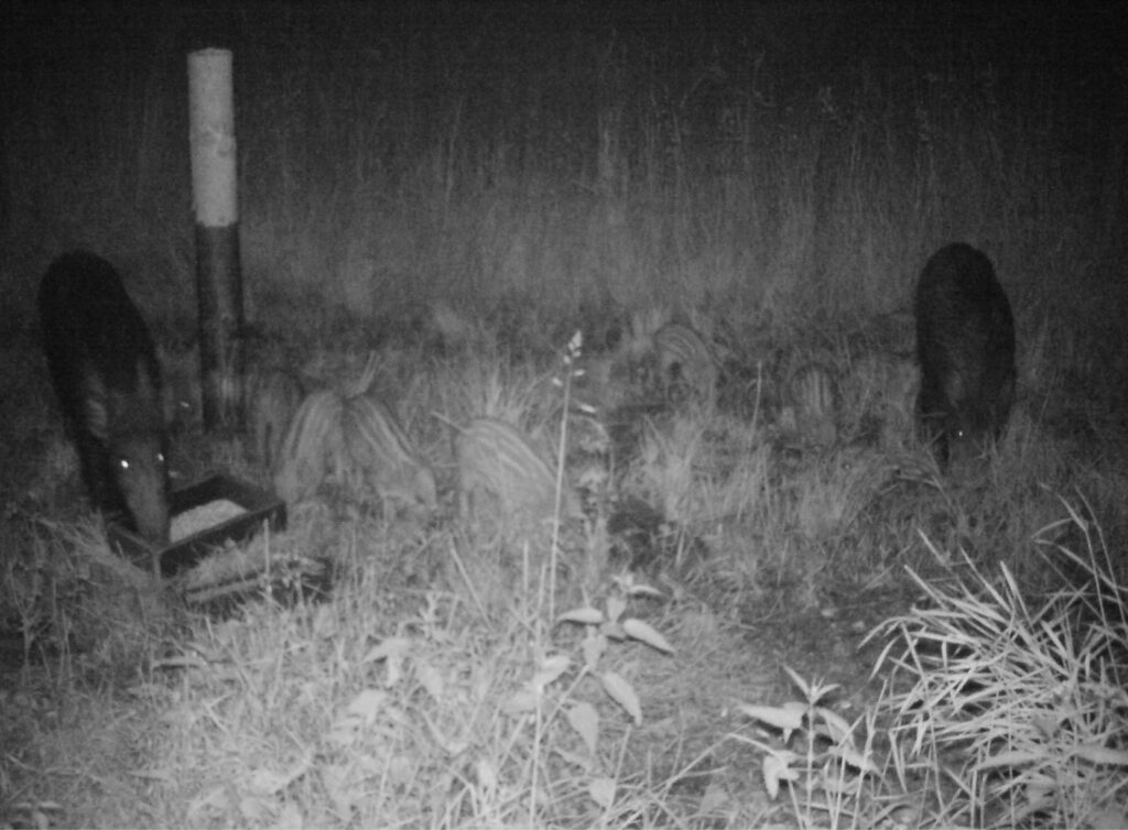 Wildschweinhorde bei Nacht